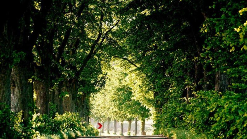 Die besten Radtouren auf Usedom
